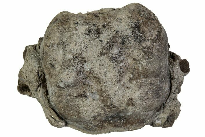 Cretaceous Crab (Dakoticaucer) Fossil - Mississippi #315754